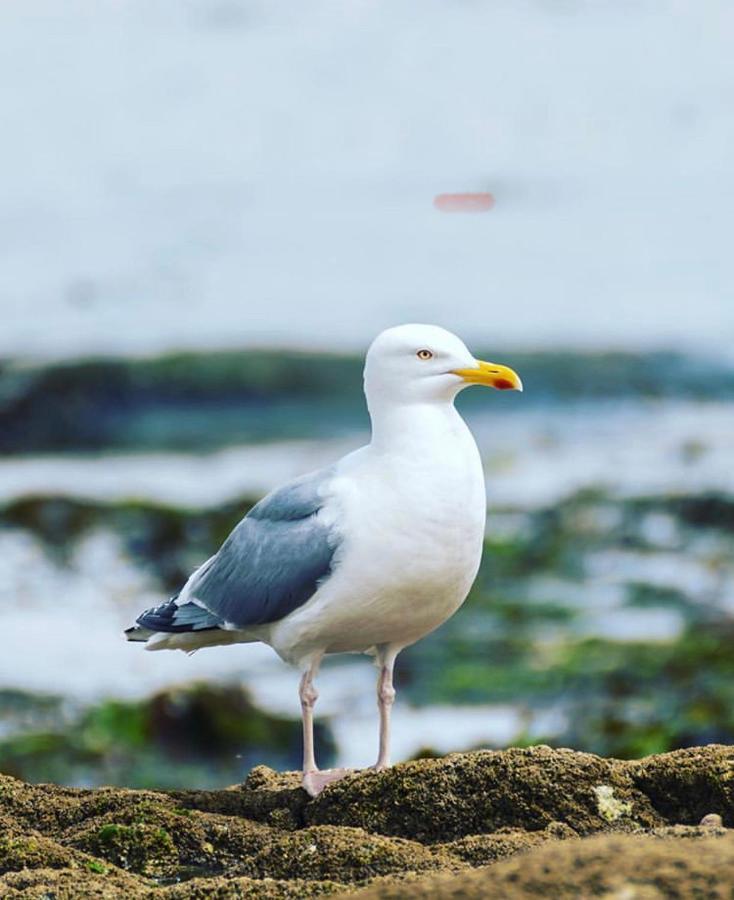 Sleepinconcarneau, 200 M De La Mer, Centre-Ville Pietonnier Kültér fotó